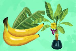Banana Tree Clipart Free