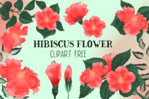 Hibiscus Flower Clipart Free
