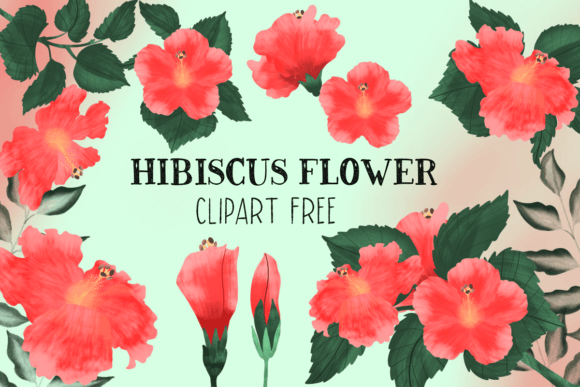 Hibiscus Flower Clipart Free