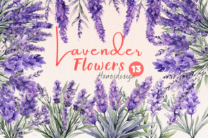 Lavender Flowers Watercolor Cliparts