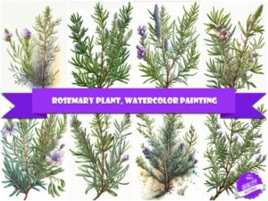 Rosemary Plant, Watercolor Painting