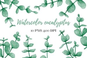Watercolor Eucalyptus Clipart